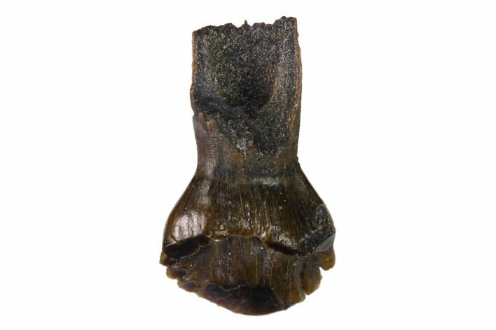 Rooted Nodosaur Tooth - Judith River Formation #144851